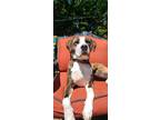 Adopt Pumpkin a Brindle - with White Pit Bull Terrier / Mixed dog in Northlake