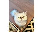 Adopt Leo and Lilly a White (Mostly) Persian (long coat) cat in Sugar Land