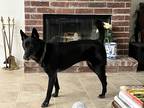 Adopt Griffey a Black Basenji / Mixed dog in Georgetown, TX (41384402)