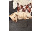 Adopt Odin a Tan/Yellow/Fawn Labrador Retriever / Mixed dog in Dixmont