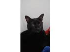 Adopt Puma a Black (Mostly) Domestic Shorthair / Mixed (short coat) cat in
