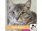 Adopt Bobby a Gray, Blue or Silver Tabby Tabby (short coat) cat in Luling