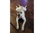 Adopt Sasha a White Boxer / American Pit Bull Terrier / Mixed dog in San