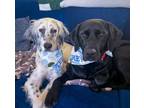 Adopt Telly a White - with Black English Setter / Mixed dog in Denver