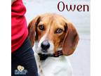 Adopt Owen a Black Beagle / Mixed dog in Newport, KY (41338103)