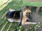 Adopt Rex a Tan/Yellow/Fawn German Shepherd Dog / Mixed dog in Newport