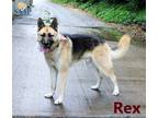 Adopt Rex a Tan/Yellow/Fawn German Shepherd Dog / Mixed dog in Newport