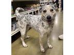 Adopt Willow a White Australian Cattle Dog / Mixed dog in Newport, KY (41180089)
