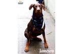 Adopt Jameson a Brown/Chocolate Doberman Pinscher / Mixed dog in Newport