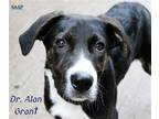 Adopt Dr Alan Grant a Black Australian Cattle Dog / Mixed dog in Newport