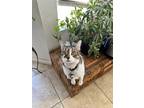 Adopt Winky a Gray, Blue or Silver Tabby Domestic Shorthair / Mixed (short coat)
