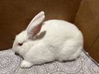 Adopt Bunny* a Other/Unknown / Mixed rabbit in Pomona, CA (41384276)