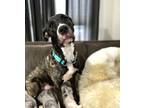 Adopt Maxwell a Brindle - with White Pit Bull Terrier / Great Dane / Mixed dog