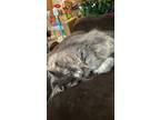 Adopt Ollie a Gray or Blue Tabby / Mixed (long coat) cat in Oak Grove