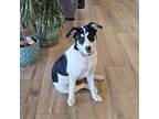 Adopt Sonny a Black - with White Border Collie / Siberian Husky / Mixed dog in