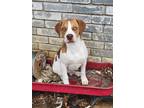 Adopt Fred a White - with Brown or Chocolate Beagle / Hound (Unknown Type) /