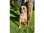 Adopt Dakota a Tan/Yellow/Fawn Mutt / Mixed dog in Rainier, OR (40889371)