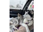 Adopt Heather a White - with Black Husky / Mixed dog in White Lake