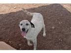 Adopt Melia a White - with Black Mixed Breed (Medium) / Mixed dog in Hamilton