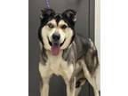 Adopt Blues a Black - with White Husky / Alaskan Malamute / Mixed dog in