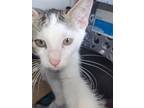 Adopt Corbyn a Cream or Ivory (Mostly) American Shorthair / Mixed (short coat)