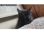 Adopt Oliver a All Black Domestic Longhair (long coat) cat in Northlake