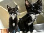 Adopt Cleo a Black & White or Tuxedo Domestic Longhair (long coat) cat in