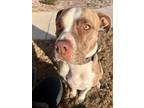 Adopt Kota a Brindle American Pit Bull Terrier / Mixed dog in Poolville