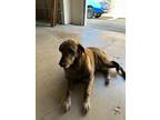 Adopt Sky a Brown/Chocolate - with Tan Labrador Retriever / Mixed dog in