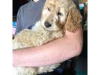 Goldendoodle Puppy for sale in Dassel, MN, USA