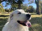 Adopt Aloy a White - with Tan, Yellow or Fawn Great Pyrenees / Mixed dog in