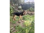 Adopt Zeus a Black - with Tan, Yellow or Fawn German Shepherd Dog / Mixed dog in