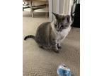 Adopt Coconut a Gray, Blue or Silver Tabby Domestic Shorthair / Mixed (short