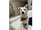 Adopt Olaf a White Jindo / Mixed dog in Temecula, CA (41132871)