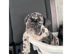 French Bulldog Puppy for sale in West Columbia, SC, USA