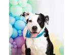 Adopt Bruno X a Black Border Collie / Mixed dog in Dallas, TX (39393925)