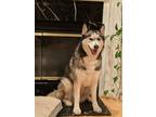 Adopt Juju a Black - with Tan, Yellow or Fawn Husky dog in Newtown