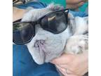 French Bulldog Puppy for sale in Bonita Springs, FL, USA