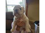 French Bulldog Puppy for sale in Bonita Springs, FL, USA