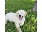 Golden Retriever Puppy for sale in Richmond Hill, GA, USA