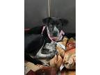 Adopt Sir a Black - with White Blue Heeler / Labrador Retriever / Mixed dog in