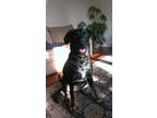 Adopt Bailey a Black - with Tan, Yellow or Fawn German Shepherd Dog / Mixed dog