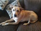 Adopt Charlie a Tan/Yellow/Fawn Labrador Retriever / Mixed dog in League City