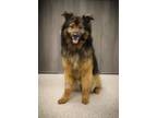 Adopt Shilo a German Shepherd Dog dog in Georgetown, OH (41381469)