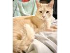 Adopt Cairo a Orange or Red Domestic Shorthair / Mixed (short coat) cat in