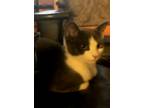 Adopt Gremlin a Black & White or Tuxedo Domestic Shorthair / Mixed (short coat)