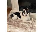 Adopt Kiki a White - with Black Alaskan Klee Kai / Mixed dog in San Diego