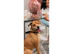 Adopt Luna a Brown/Chocolate - with Tan Black Mouth Cur / Mixed dog in Ny