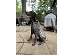 Adopt Penelope a Gray/Silver/Salt & Pepper - with Black German Shorthaired