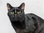 Adopt MICHAEL a All Black Domestic Mediumhair / Mixed (medium coat) cat in
